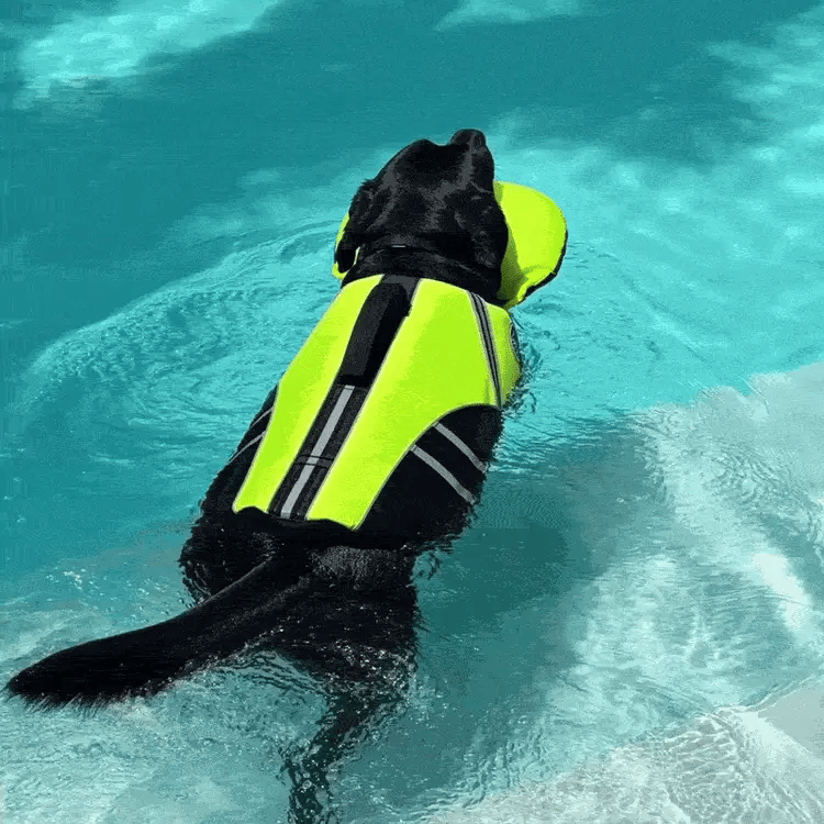 Flytevest for hund med hakestøtte