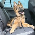 Hundebeltet®