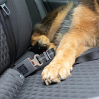Hundebeltet®